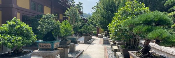 Nuno Veloso - integrative coaching - mental health inner garden - bonsai penjing