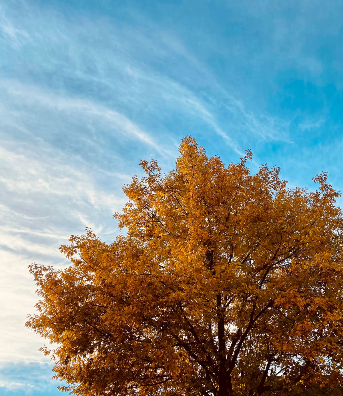 🍁 5 Predictions for Fall in Creative Business