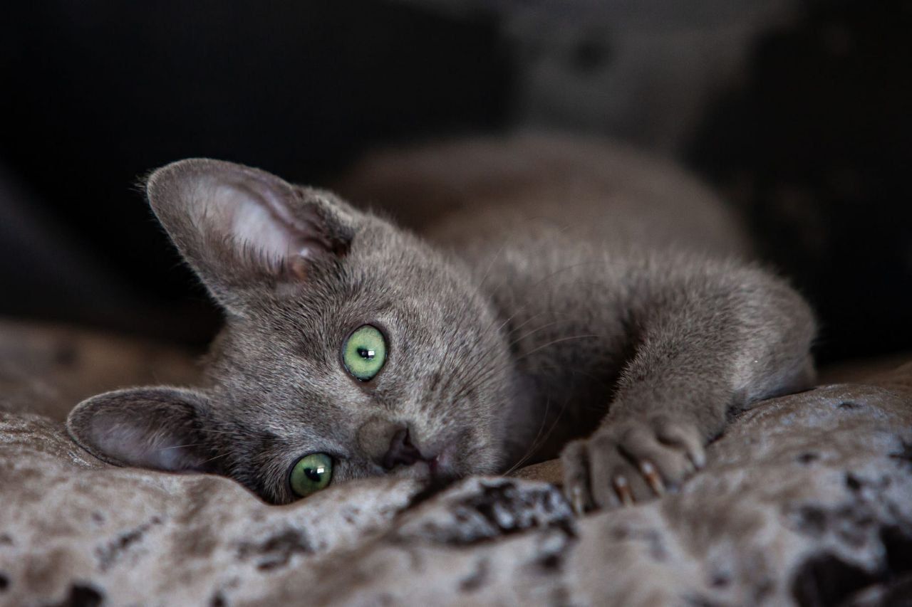 Velvet Cloud Cattery