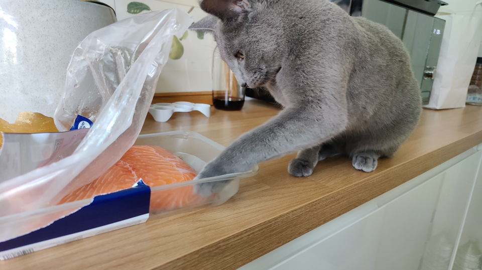 Salmon????