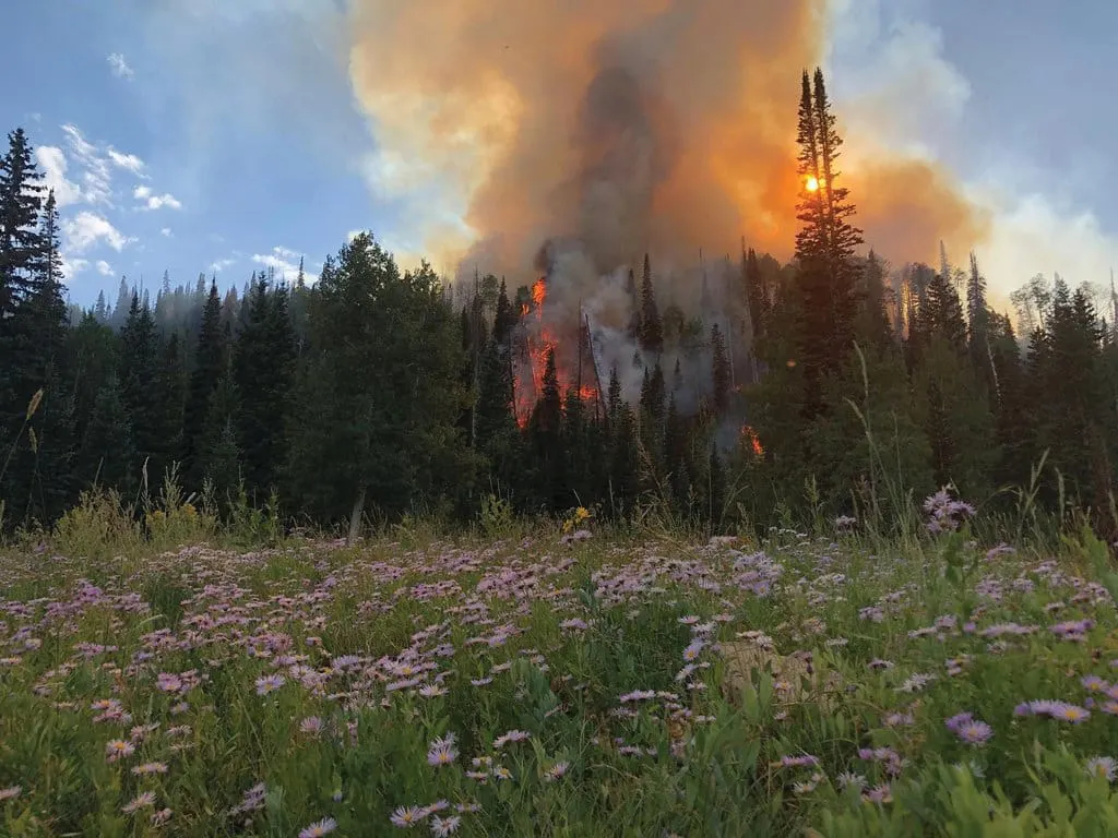 Turning Up the Heat to Salvage More Downed Timber