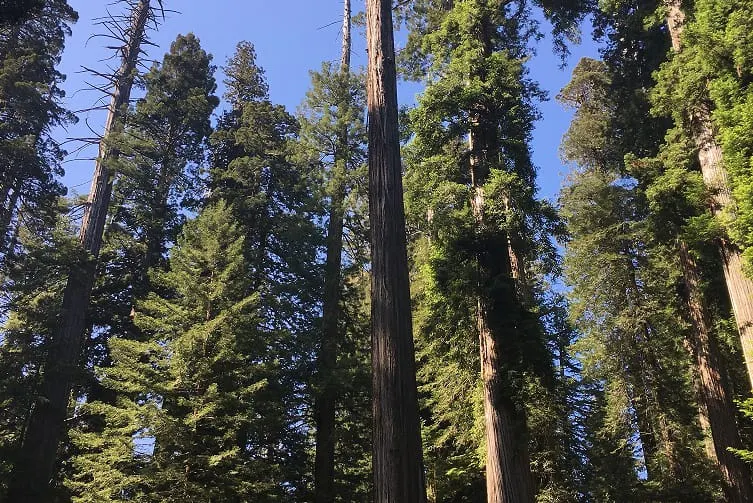 Collins Finalizes NorCal Timberland Purchase