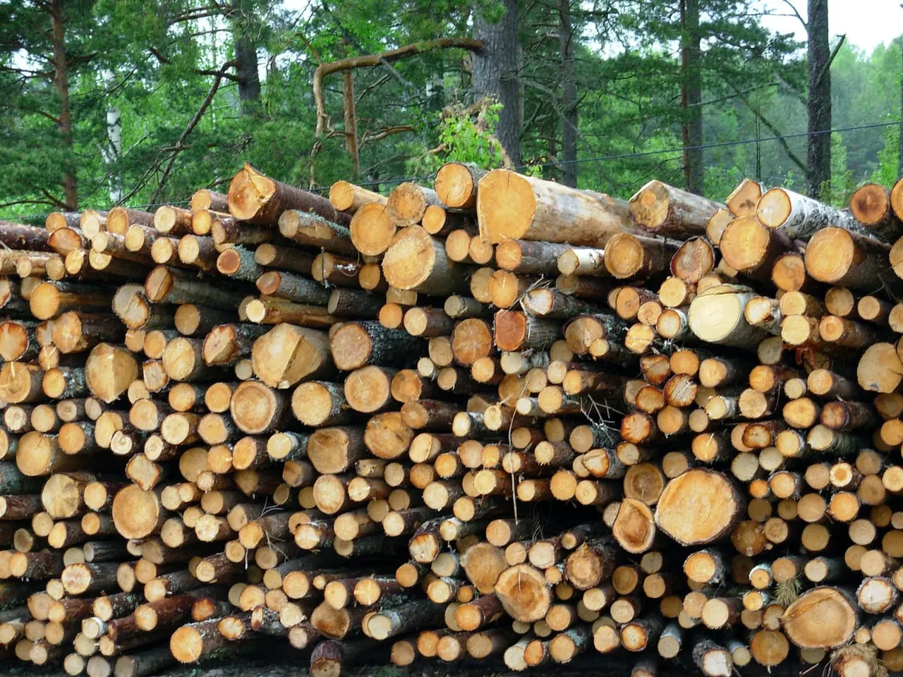 SLB, USDA Intensify Promotion of Wood Products
