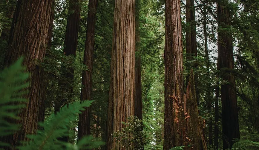 You CAN See the Forester for the Trees