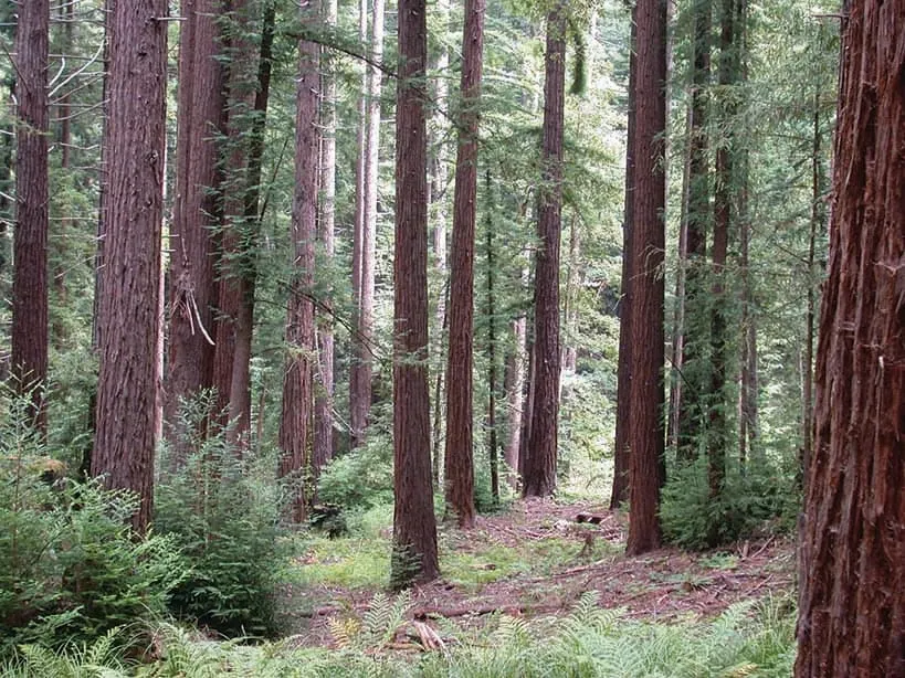 200 Years of Redwood