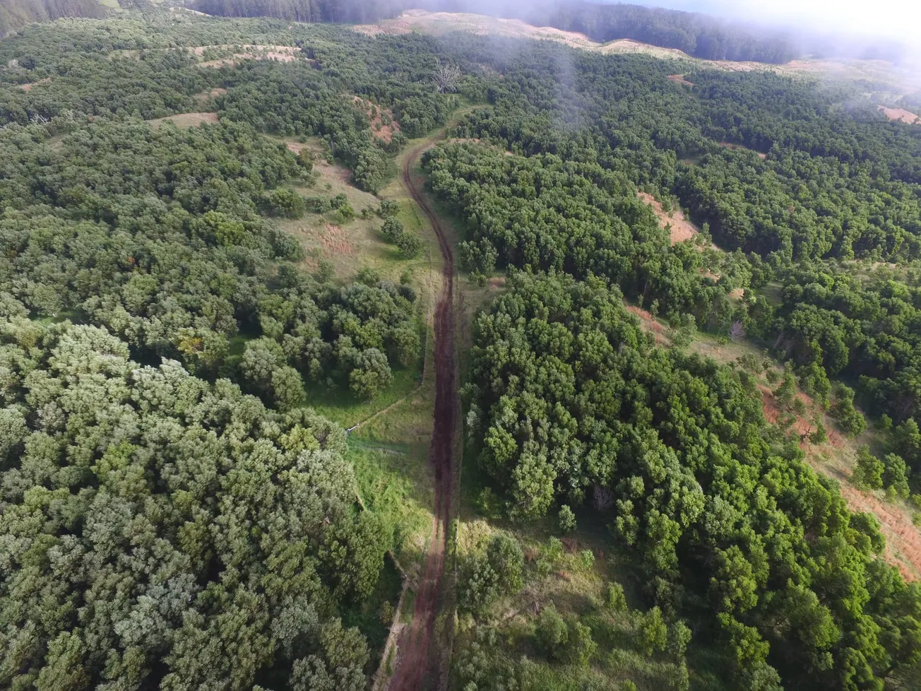 Hawaiian Forests Returning
