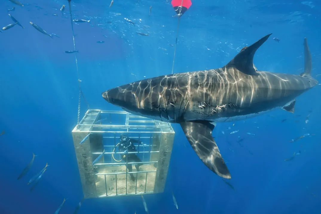 LP Subflooring Swims With the Sharks