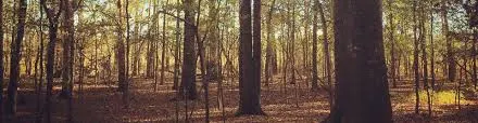 New SYP Mill Coming to Mississippi