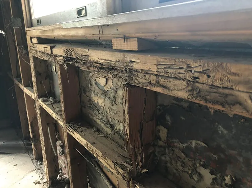 Termite Infestation Is Increasing, Protection Is Improving