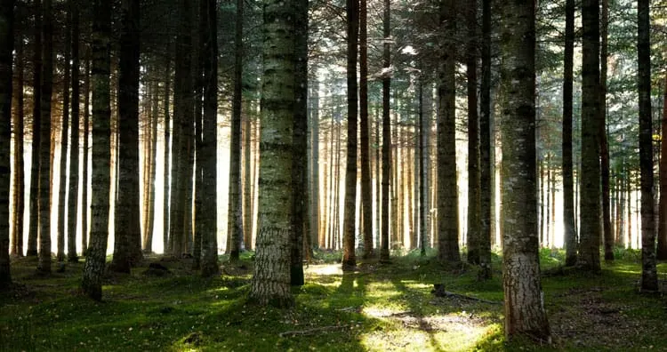 DOMAIN TIMBER ADDS LANDS IN 4 SOUTHEAST STATES