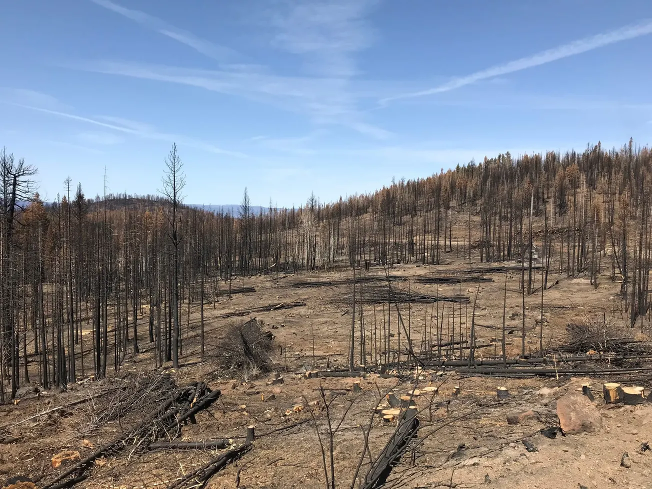 COLLINS MARKS ANNIVERSARY OF HISTORIC FOREST RESTORATION AGREEMENT