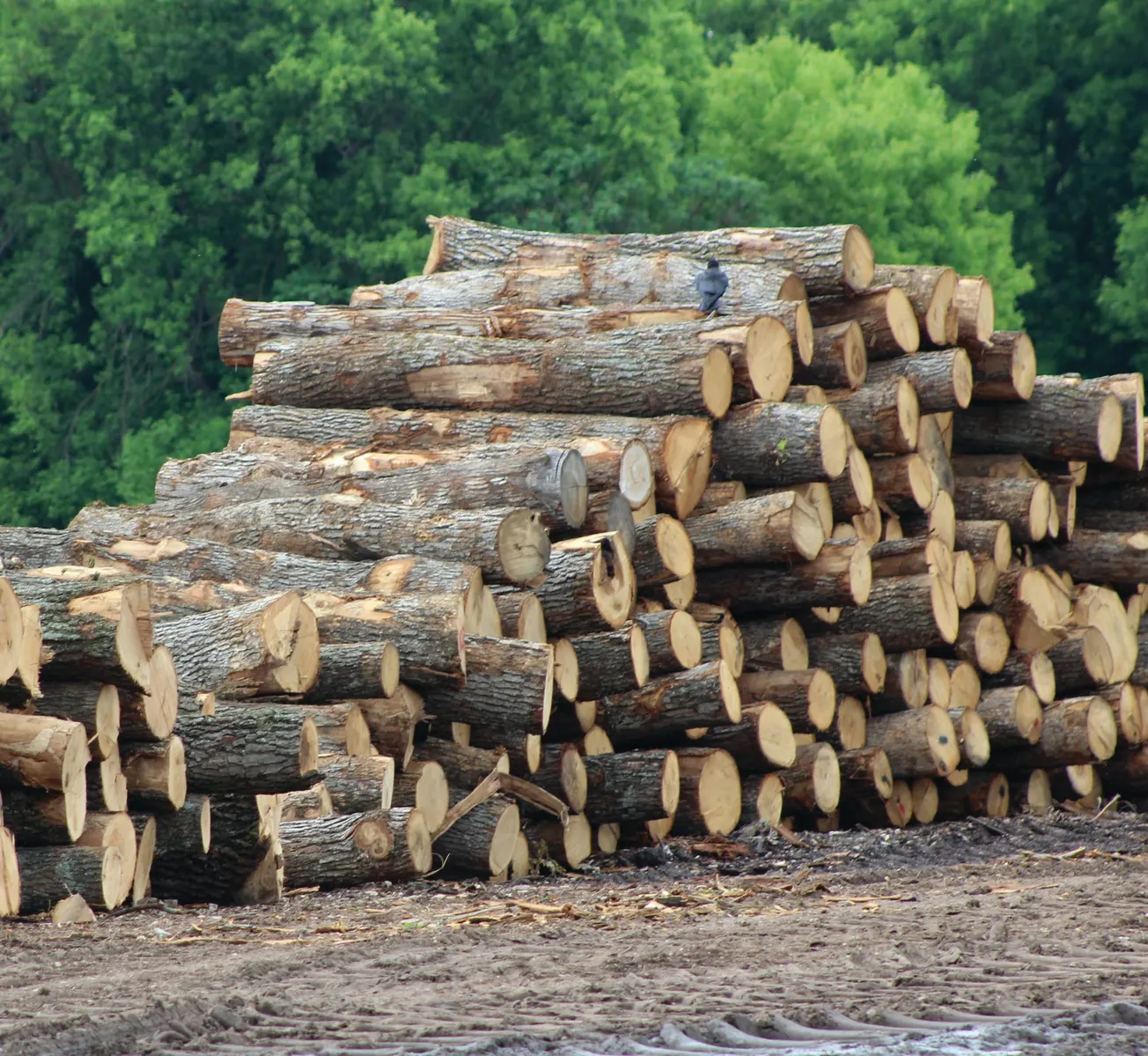 U.S. HARDWOOD LUMBER SUPPLY CONTRACTS TO HISTORIC LOW