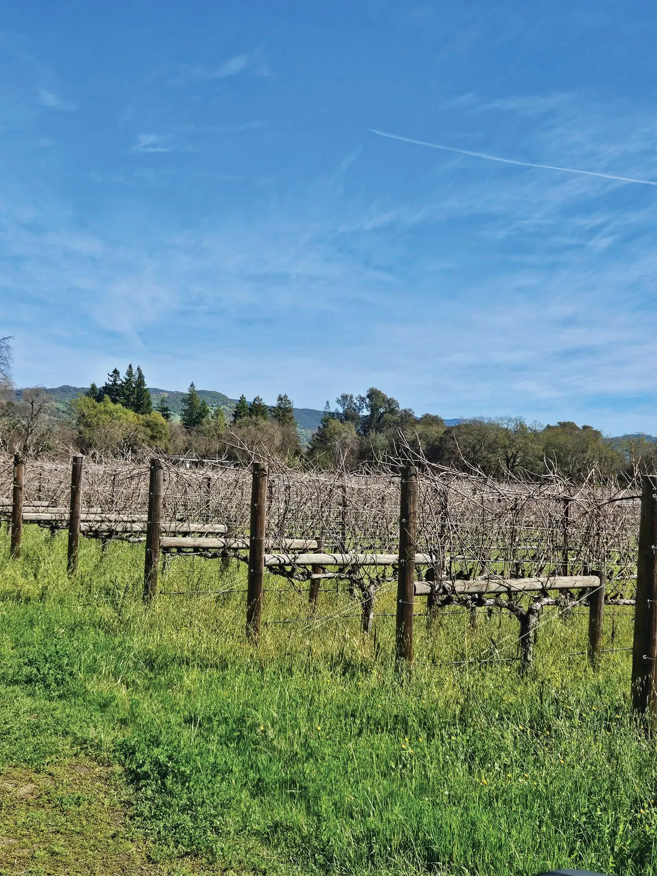 I’LL DRINK TO THAT: AN INSIDE LOOK AT PRESERVED WOOD USE IN THE GRAPE-GROWING SECTOR