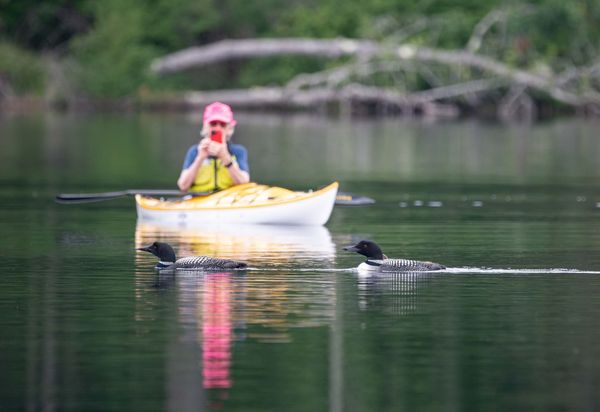 Woods Lake Loons, July 9th 2025