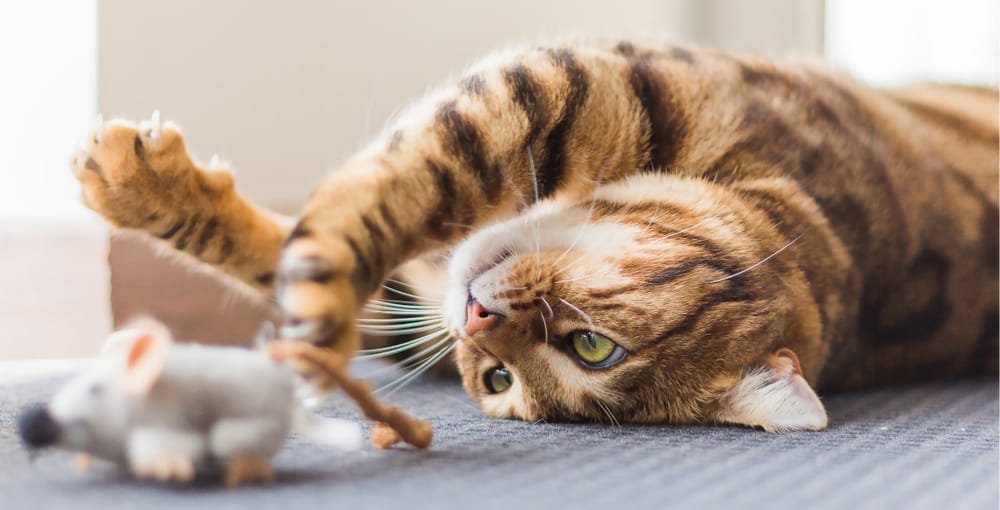 Chat tigré brun allongé sur le dos, jouant avec une souris en peluche grise.