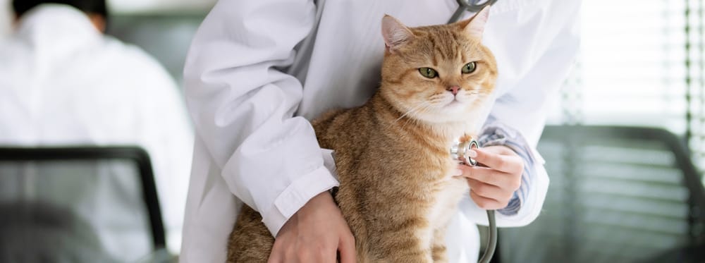 Chat roux assis pendant qu’une vétérinaire l’ausculte avec un stéthoscope.