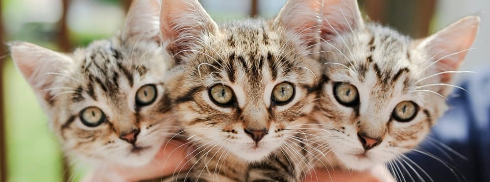Trois chatons tigrés aux yeux verts, serrés côte à côte.