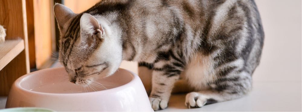 Chat gris tigré buvant de l'eau dans une gamelle rose posée au sol.
