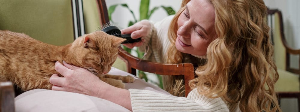 Femme brossant un chat roux allongé.