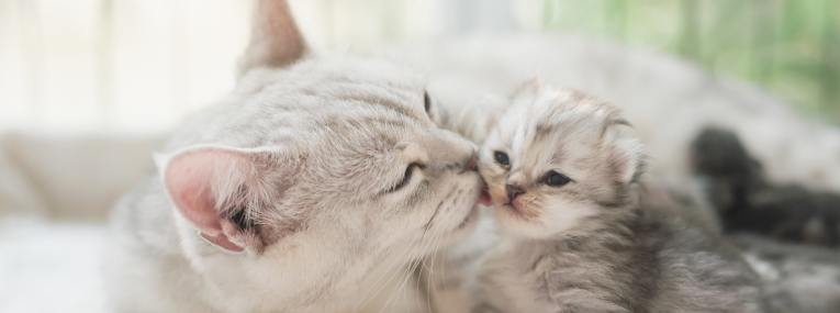 Chat adulte au pelage clair léchant un chaton gris