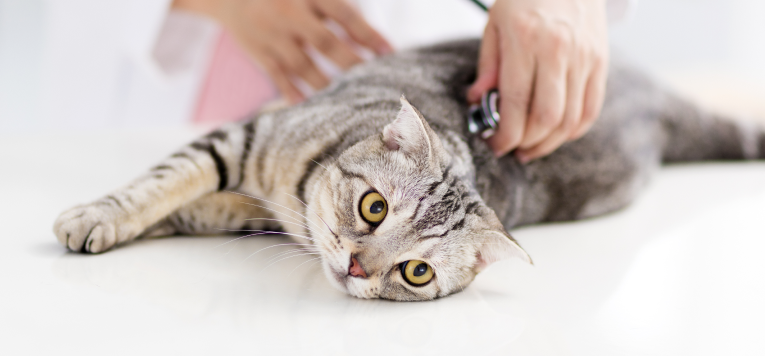 Chat gris tigré allongé sur une table d’examen, ausculté avec un stéthoscope.