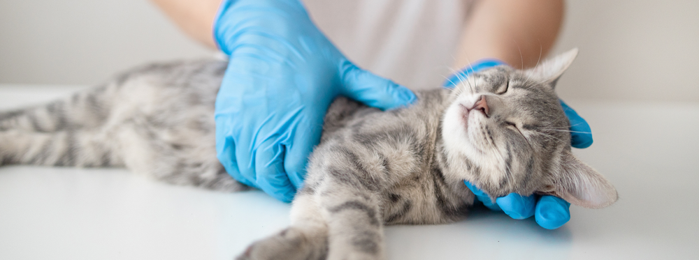 Chat gris tigré allongé et détendu sur une table, recevant un examen d’une personne portant des gants bleus.