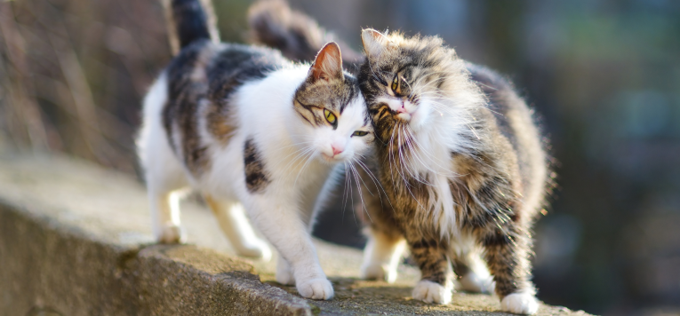Deux chats se frottant l’un contre l’autre avec affection, sur un muret en extérieur.