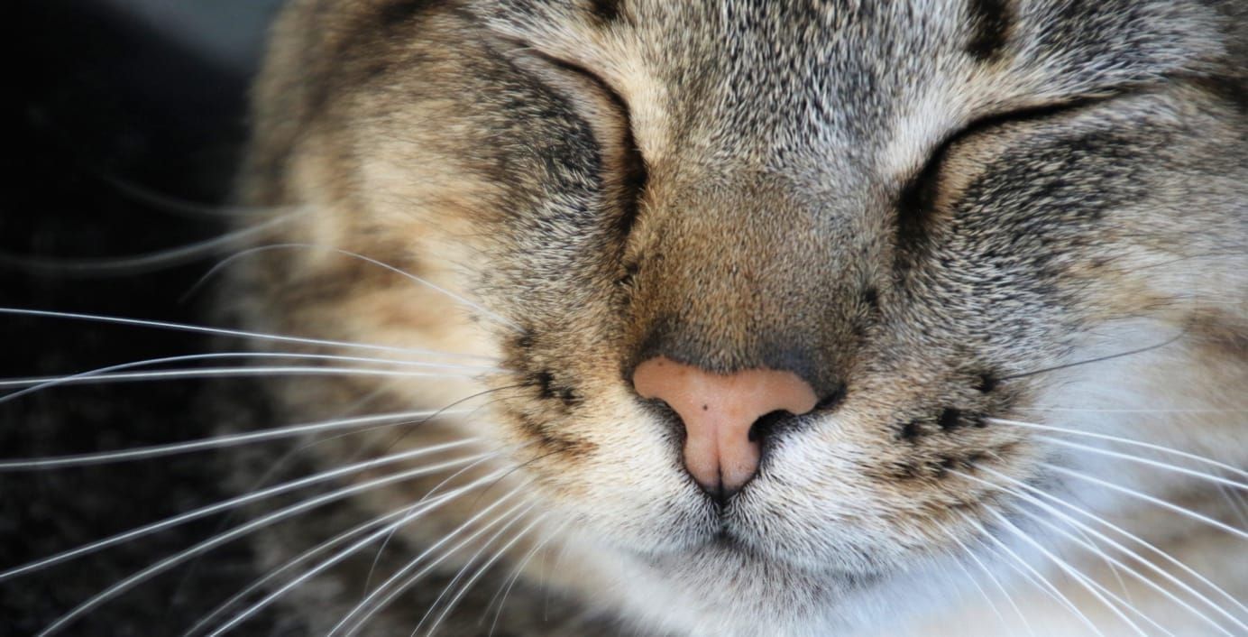 Gros plan sur le museau et les yeux fermés d’un chat tigré type européen.