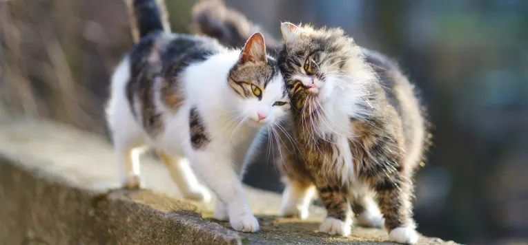 Deux chats se frottant l’un contre l’autre avec affection, sur un muret en extérieur.