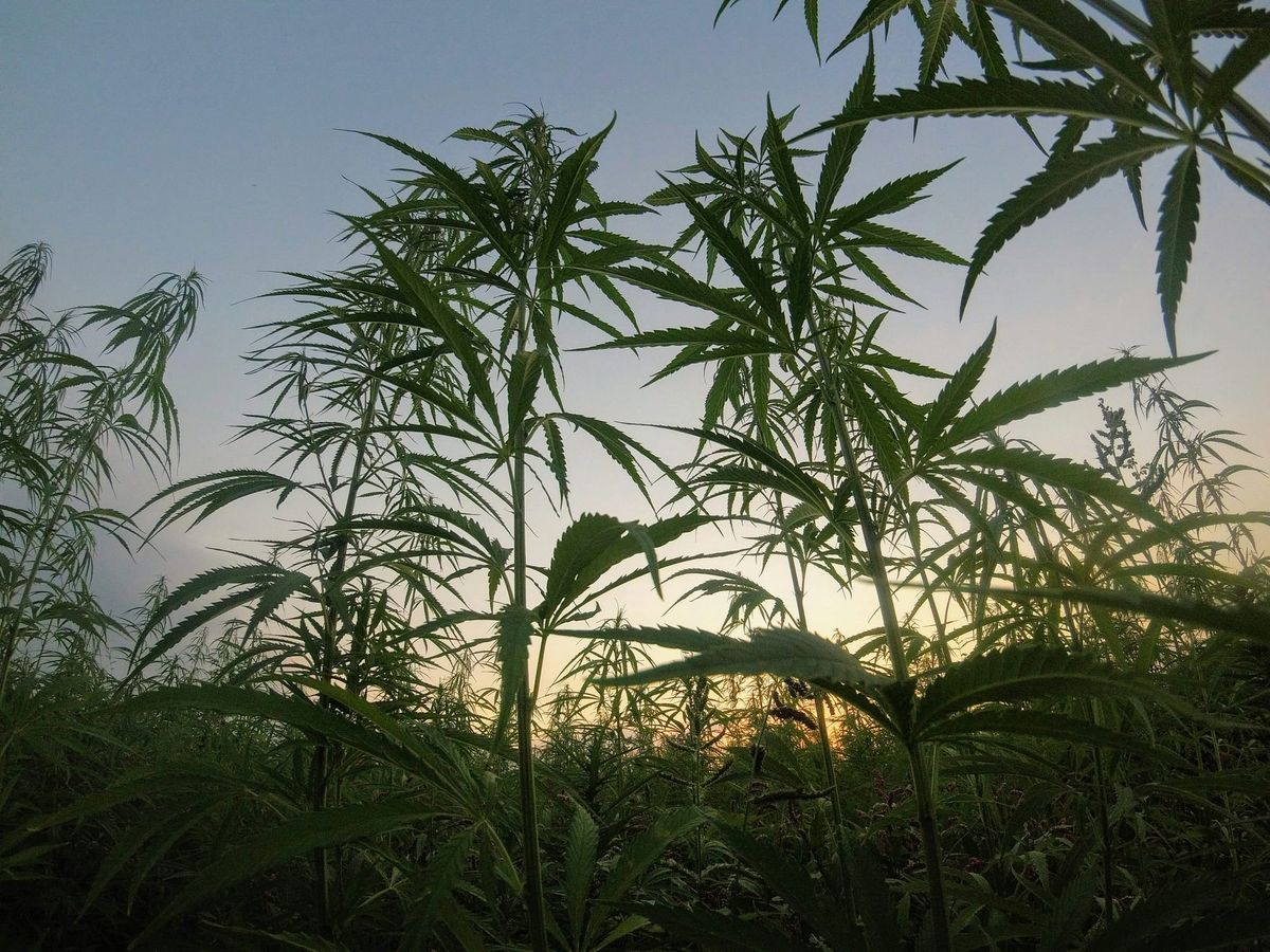 California Supreme Court Backs State Cannabis Laws, Voids Legal Precedent in Easement Case