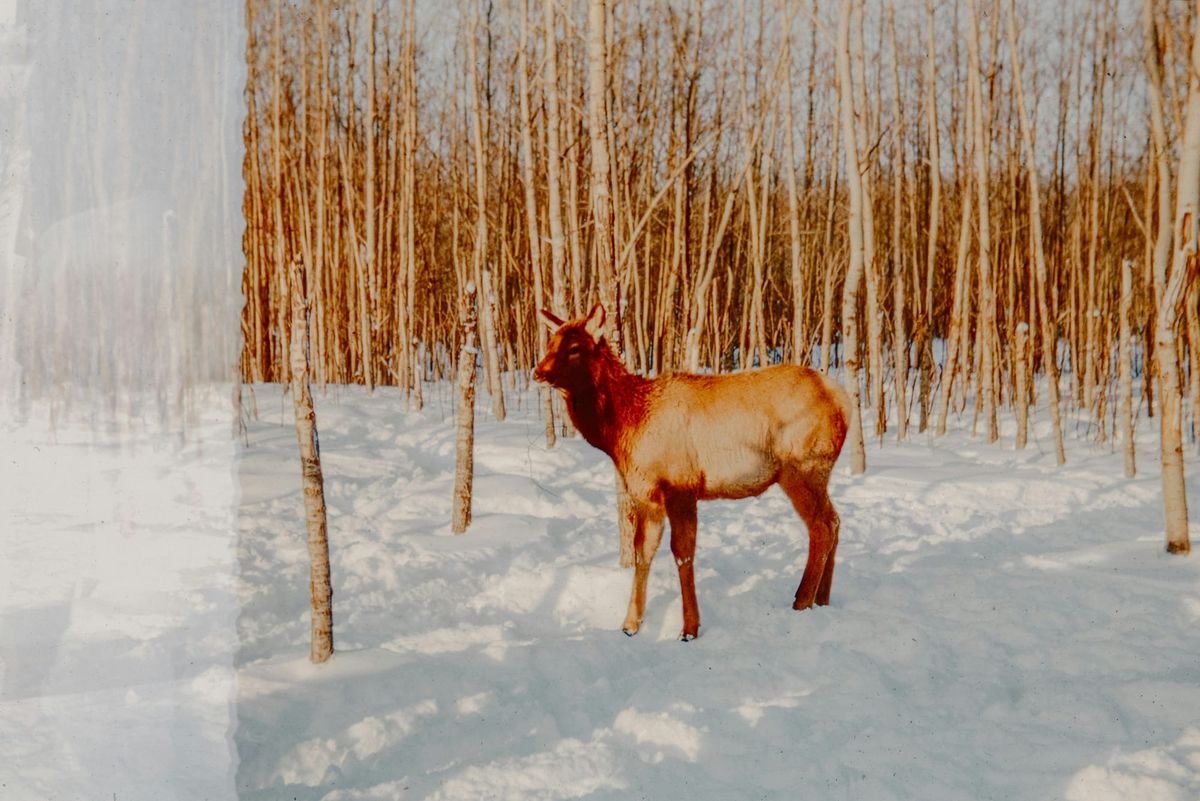 Court Backs Emergency Subsistence Hunt for Alaska Tribe