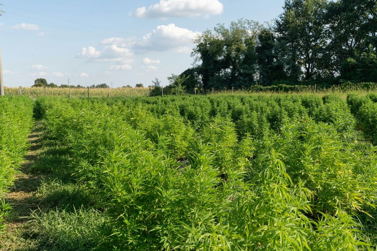 Hemp Farmer Sues State Officials Over Destroyed Crop, Cites Civil Rights Violations
