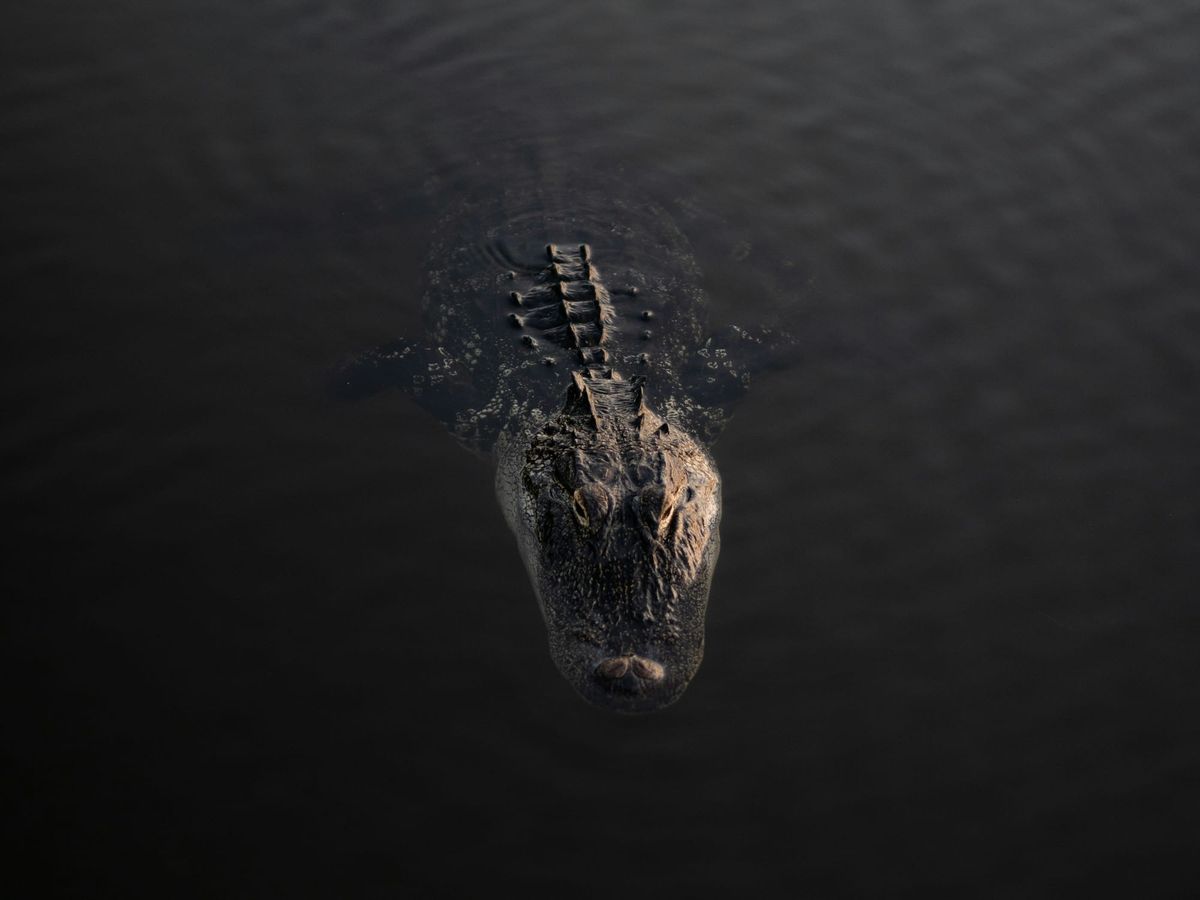 Environmental Groups Sue to Halt ‘Alligator Alcatraz’ Over Everglades Damage