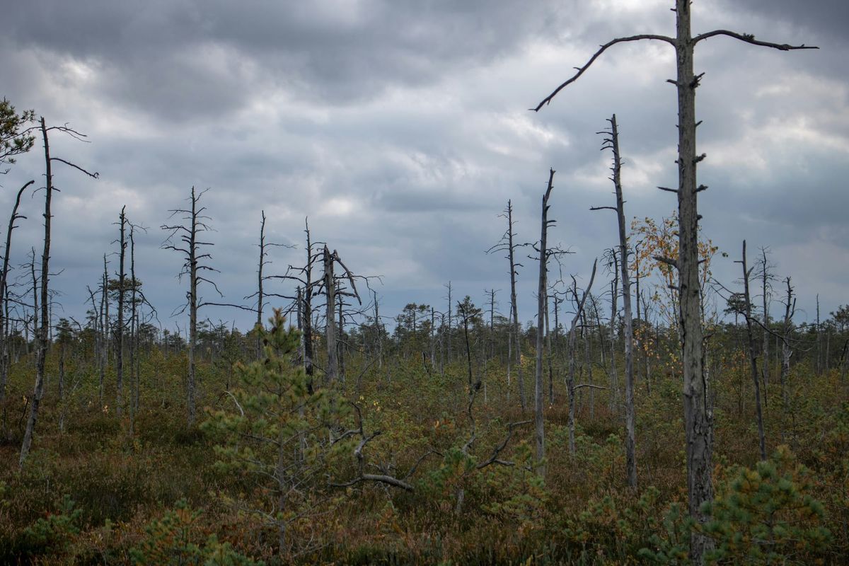 Environmental Group Sues Florida Over Big Cypress Records