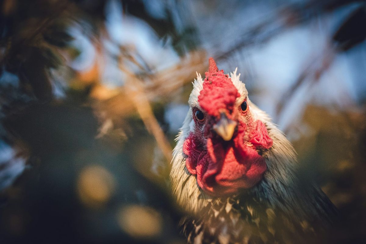 California Activist Faces Prison in High-Profile Chicken Theft Case