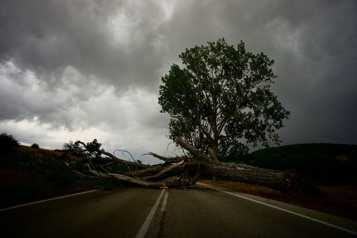 Ohio Supreme Court: Youngstown Cannot Claim Immunity in Fallen Tree Death Lawsuit