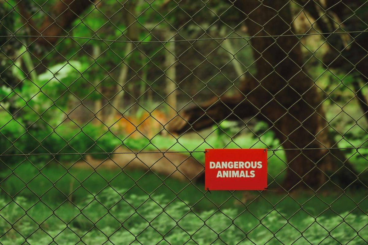 Michigan Case Tests Whether Chimpanzees Can Be Considered Legal Persons