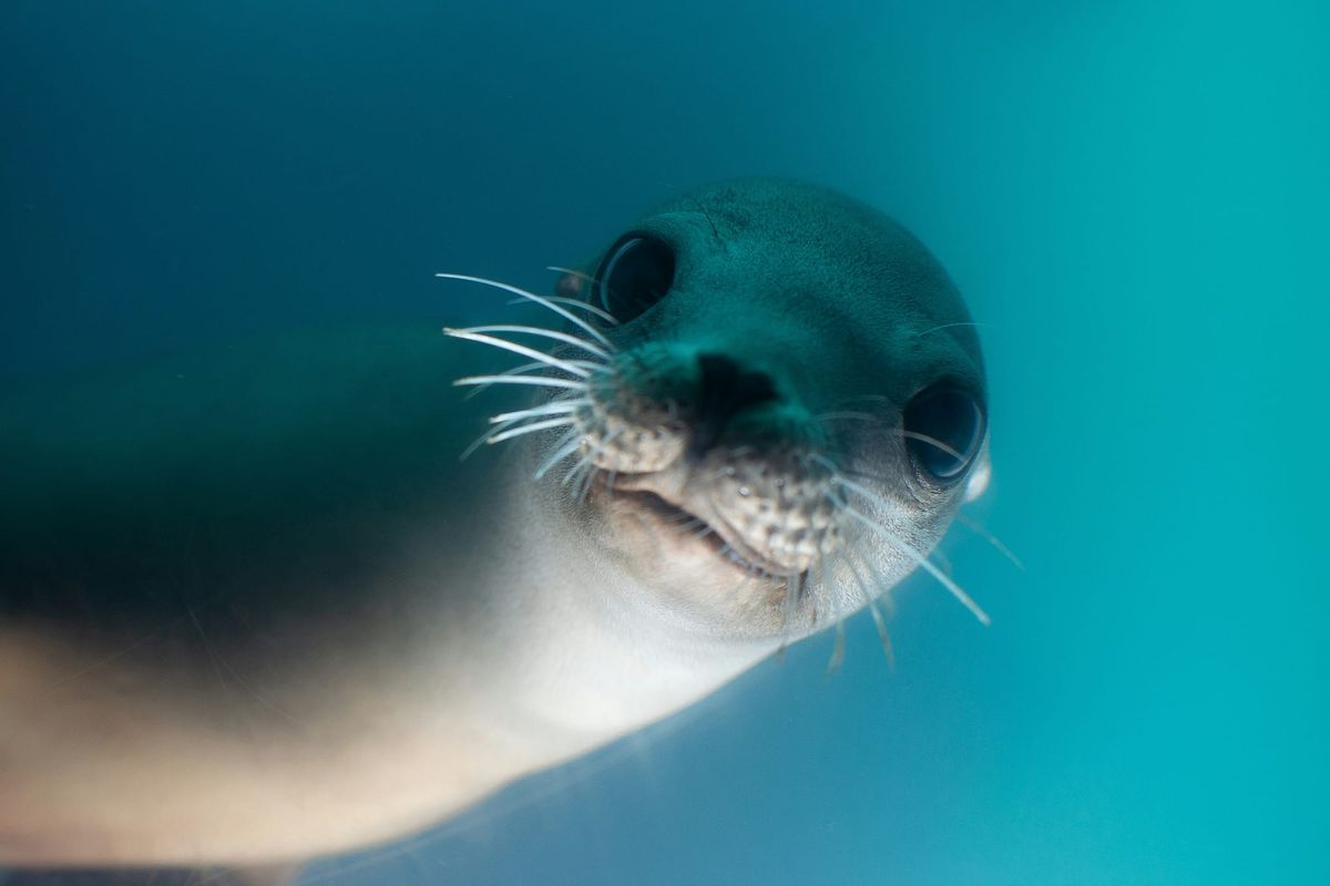 Denver Zoo Sues Designers, Builders Over Defects in Sea Lion Exhibit