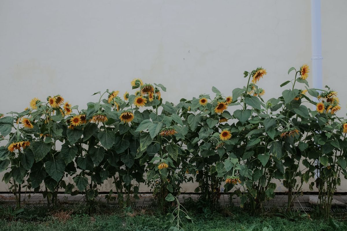 Missouri Appeals Court Revives Homeowner's Fight Over Sunflower Garden
