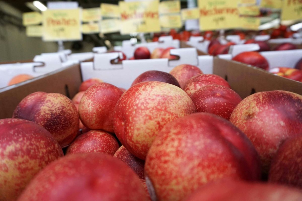 Reedley Farmer's Nectarine Fight Goes to Fresno Jury as Public Rallies Behind Him
