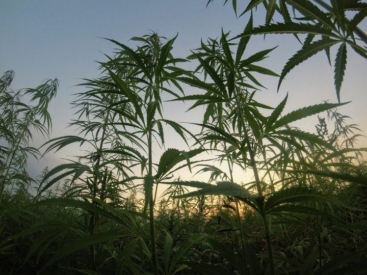 California Supreme Court Backs State Cannabis Laws, Voids Legal Precedent in Easement Case
