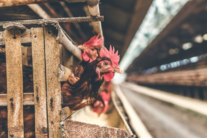 Judge Reaffirms Ongoing Pollution in Illinois River from Poultry Waste