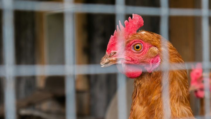 Animal Rights Group Appeals to N.C. Supreme Court in Chicken Cruelty Case