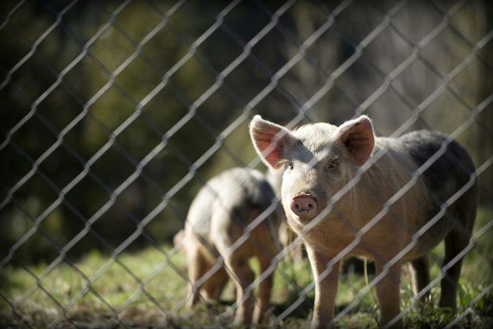 North Carolina Court Hears Dispute Over Smithfield Settlement Funds