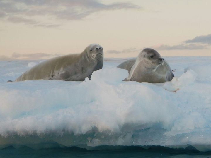 Federal Court Upholds Endangered Species Protection for Arctic Ringed Seals