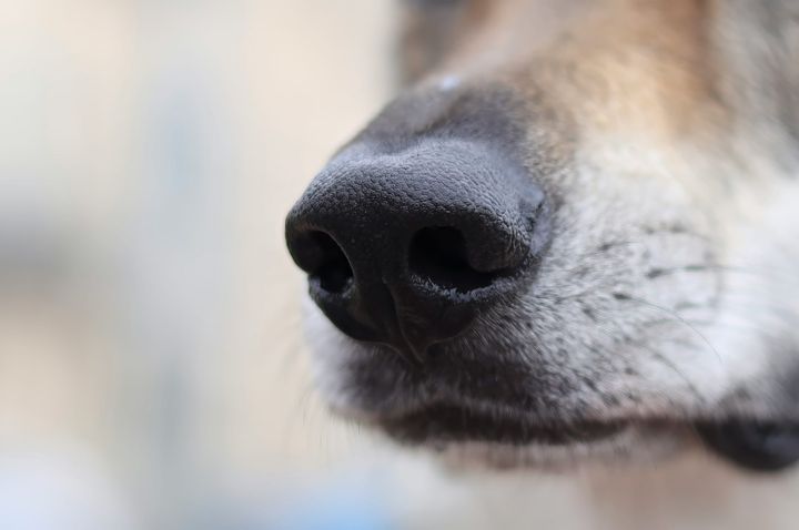SCOTUS Weighs Iowa Dog Sniff Case
