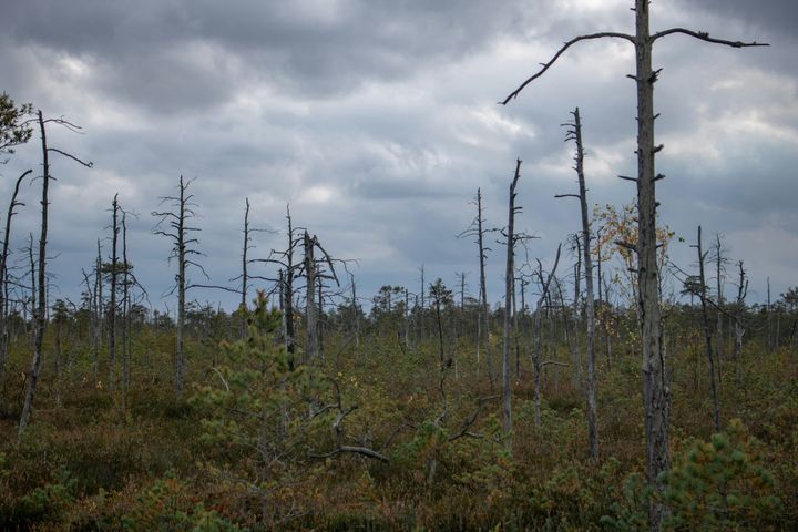 Environmental Group Sues Florida Over Big Cypress Records