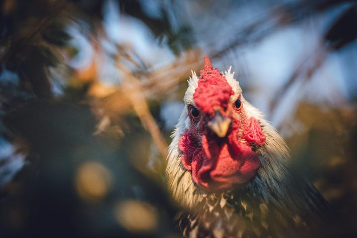 California Activist Faces Prison in High-Profile Chicken Theft Case
