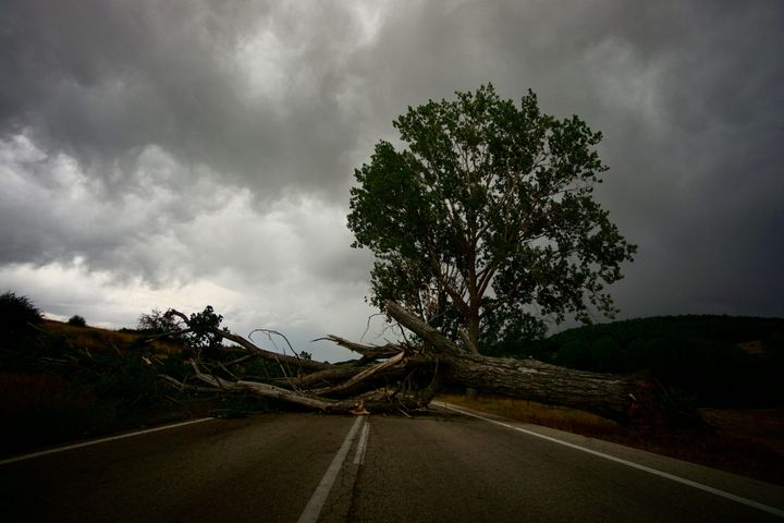 Ohio Supreme Court: Youngstown Cannot Claim Immunity in Fallen Tree Death Lawsuit