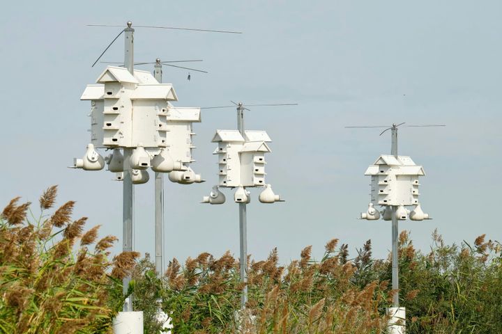 Harahan Neighbors Clash in Court Over Purple Martin Colony